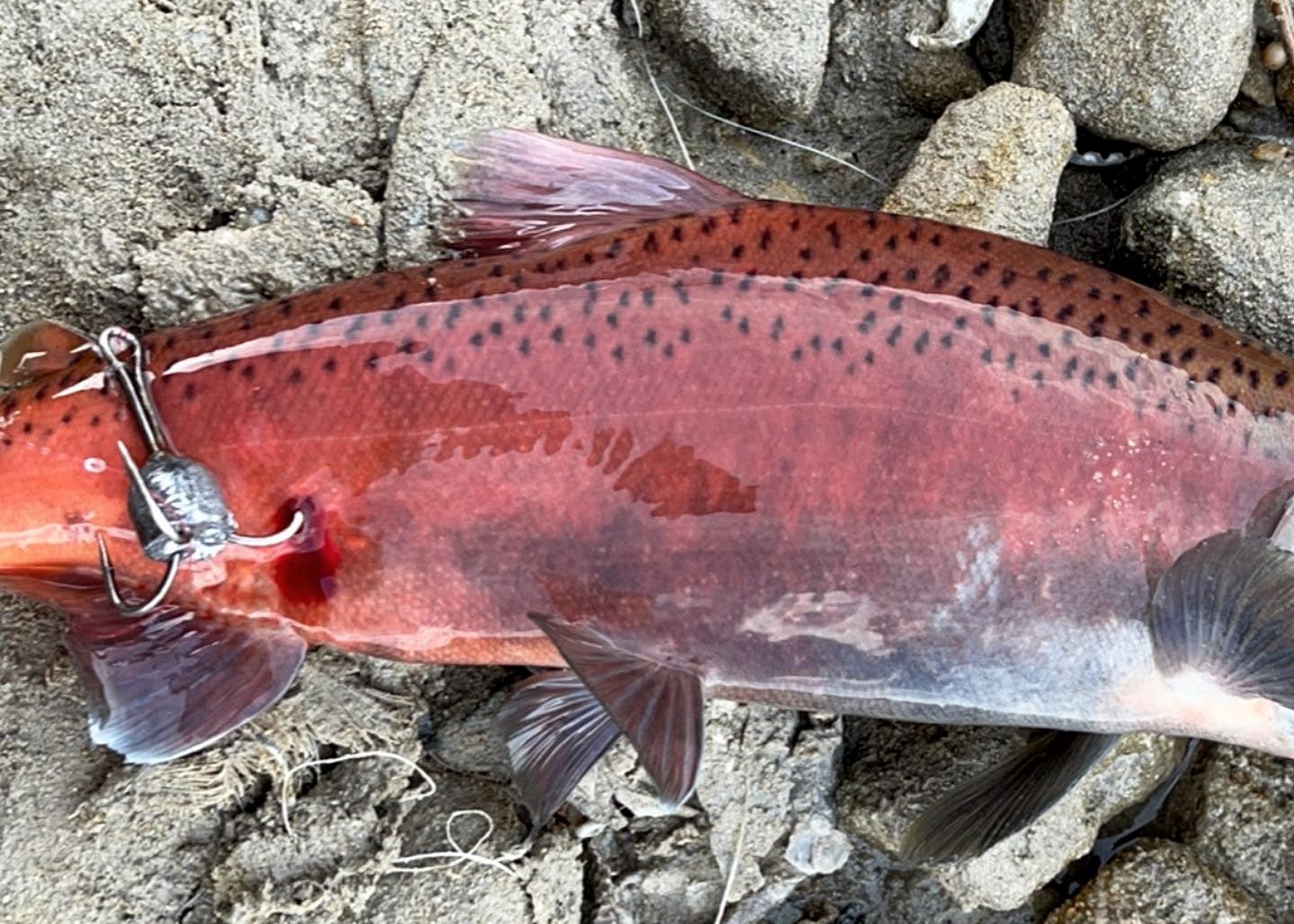 snagging-kokanee-salmon-kokanee-fishing